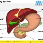 Pictures Of Biliary System