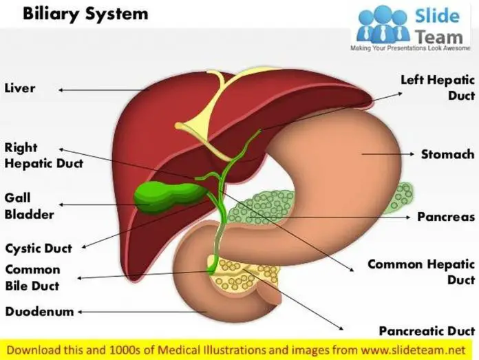 Pictures Of Biliary System