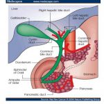 Pictures Of Biliary System