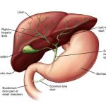 Pictures Of Biliary System