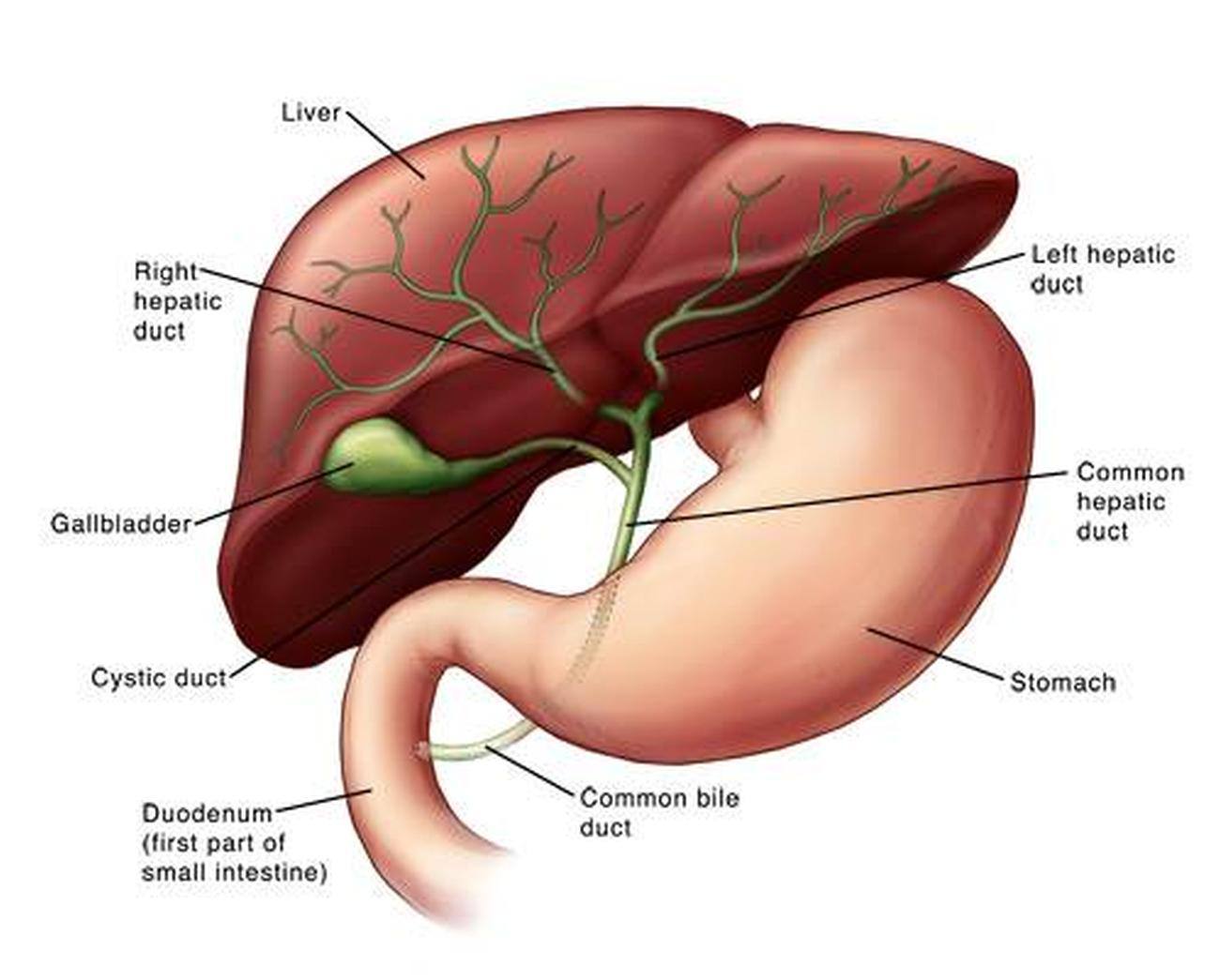 Pictures Of Biliary System