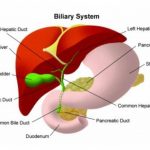 Pictures Of Biliary System
