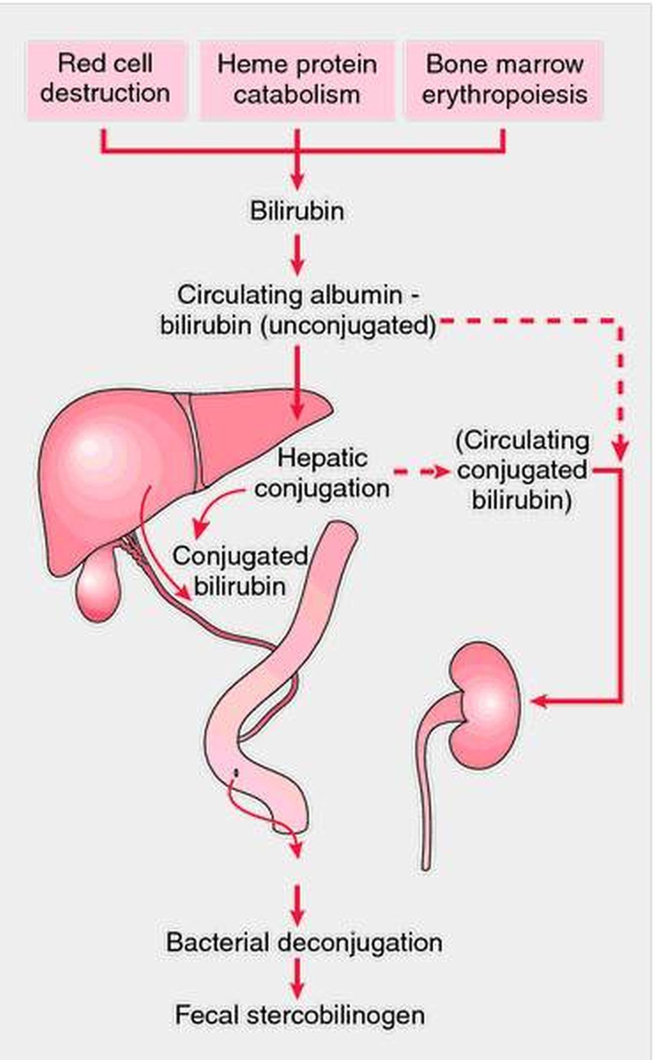 Pictures Of Liver Bilirubin