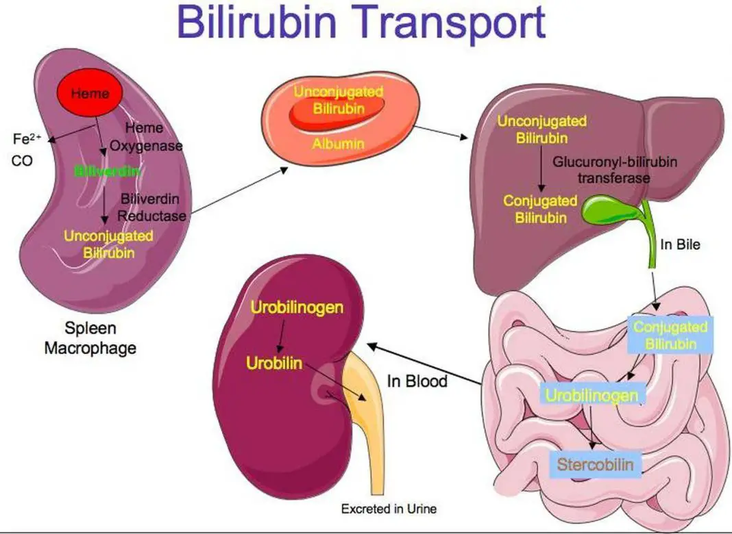 Pictures Of Liver Bilirubin