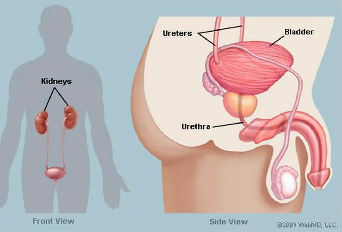 Pictures Of Bladder