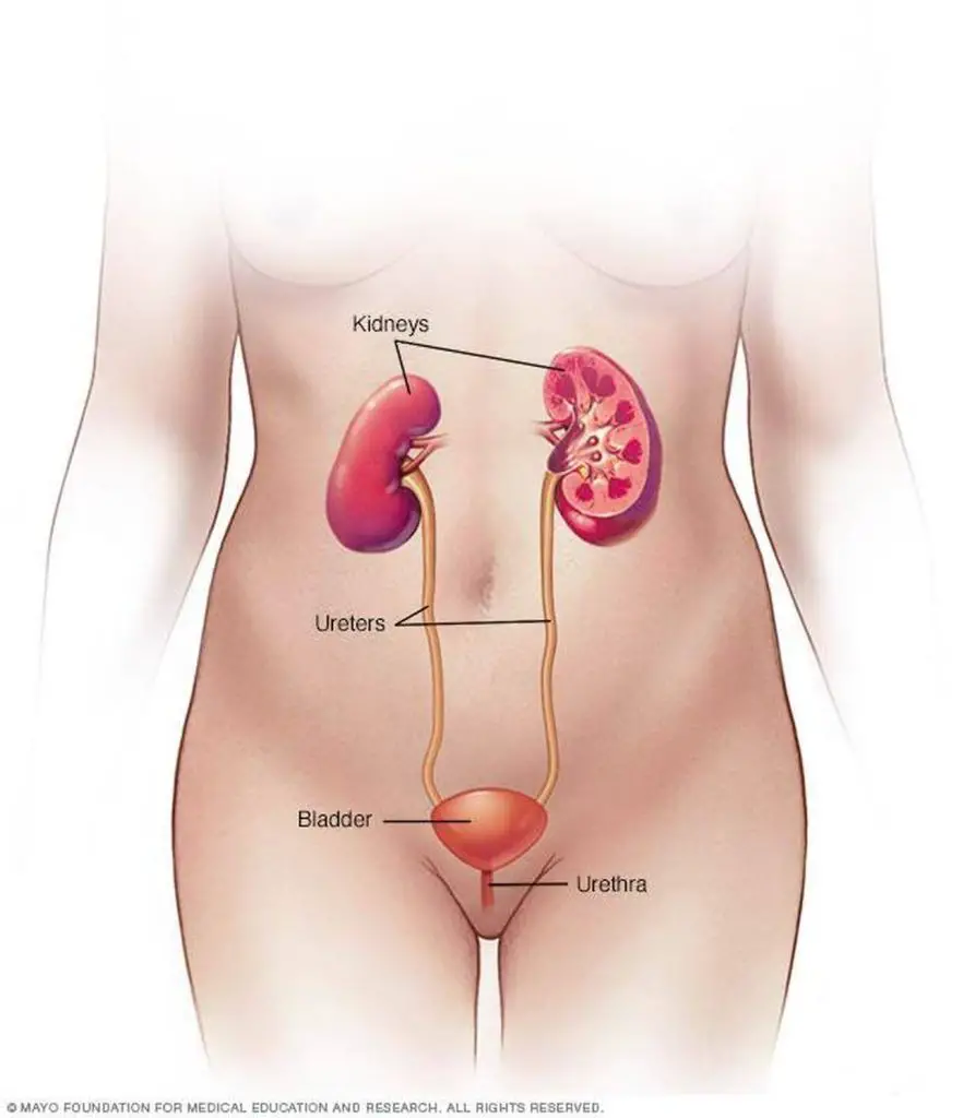 Pictures Of Bladder pictures-of-bladder
