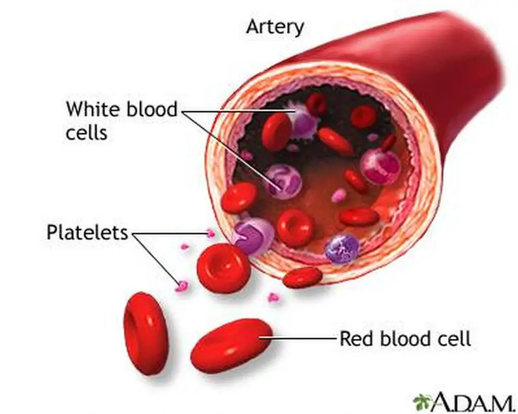 Pictures Of Blood