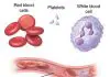 Pictures Of Blood Cells