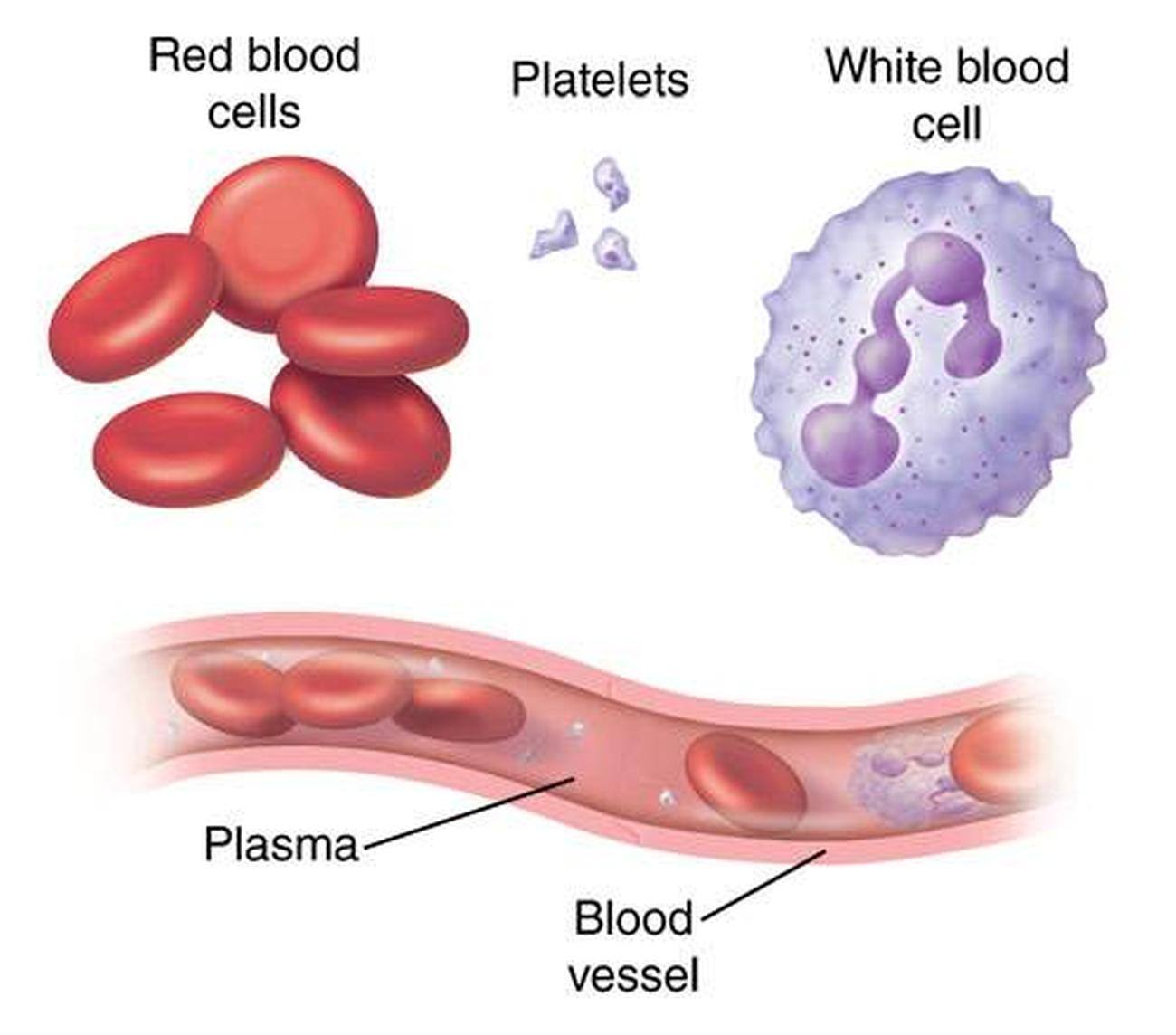 Pictures Of Blood Cells