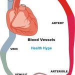 Pictures Of Blood Vessels