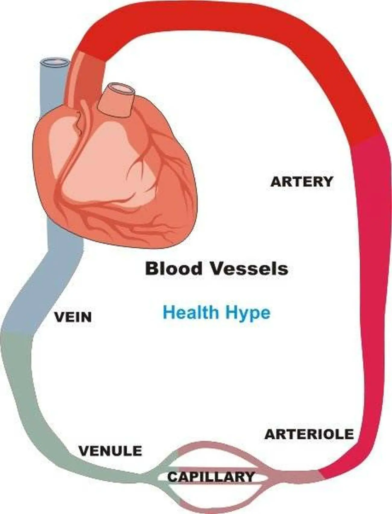 Pictures Of Blood Vessels | Healthiack
