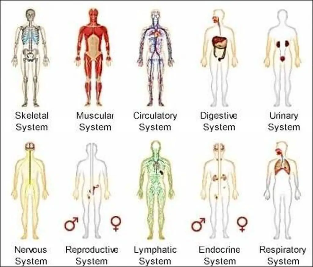 Pictures Of Body Systems