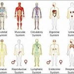 Pictures Of Body Systems