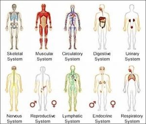 Pictures Of Body Systems