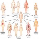 Pictures Of Body Systems