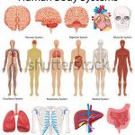 Pictures Of Body Systems