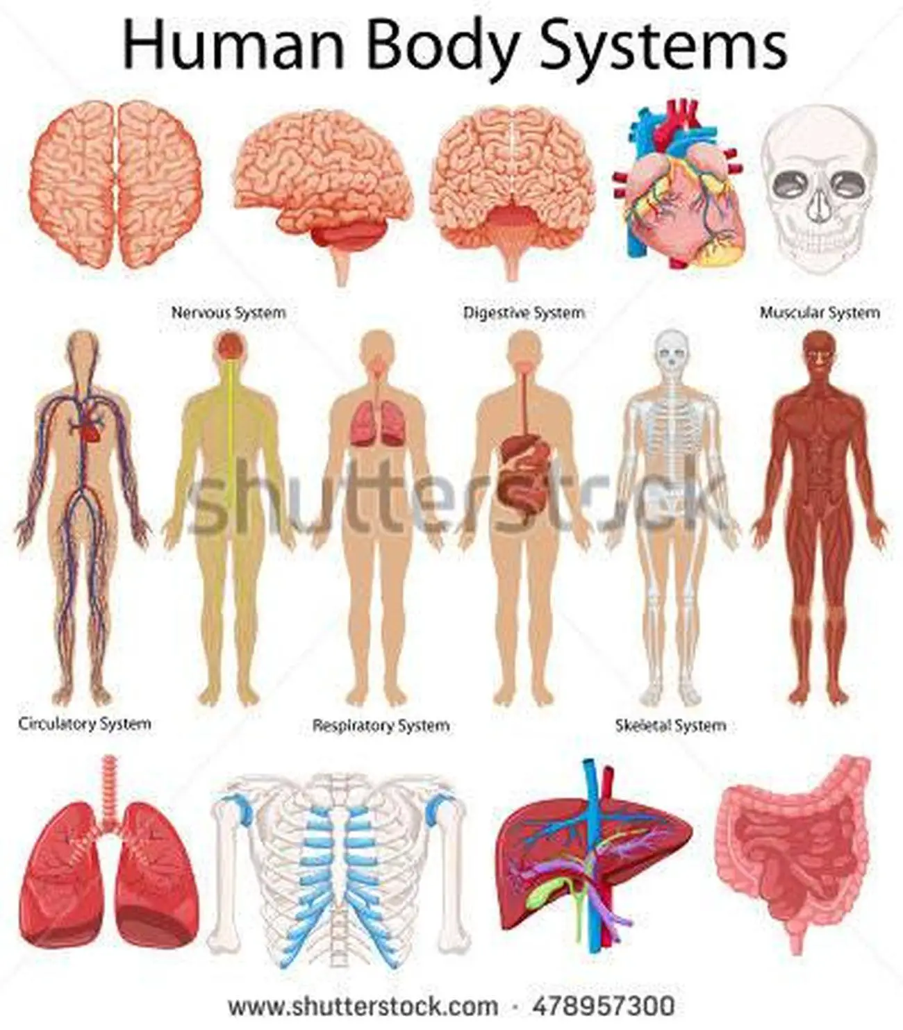Pictures Of Body Systems