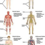 Pictures Of Body Systems