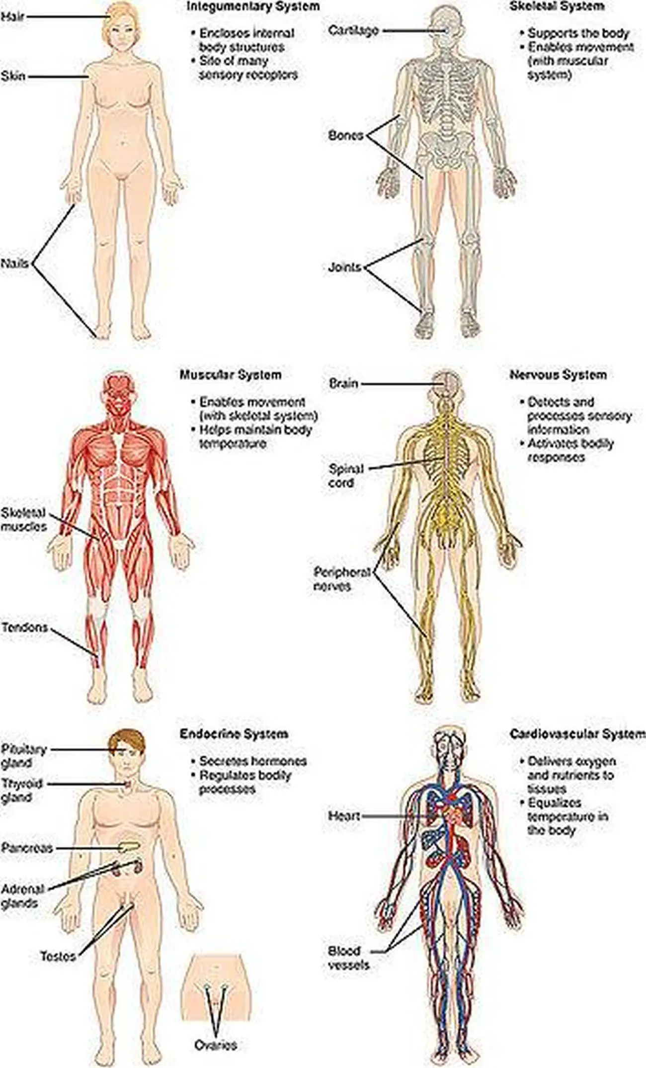 Pictures Of Body Systems