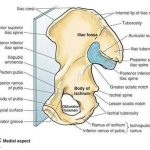 Pictures Of Body Of The Ilium