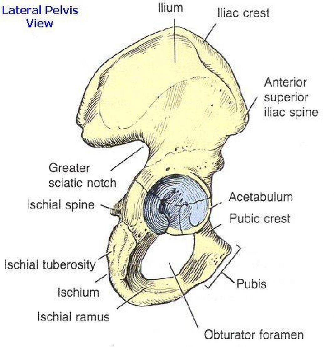 iliac-region-liberal-dictionary