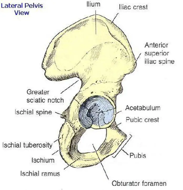 Pictures Of Body Of The Ilium