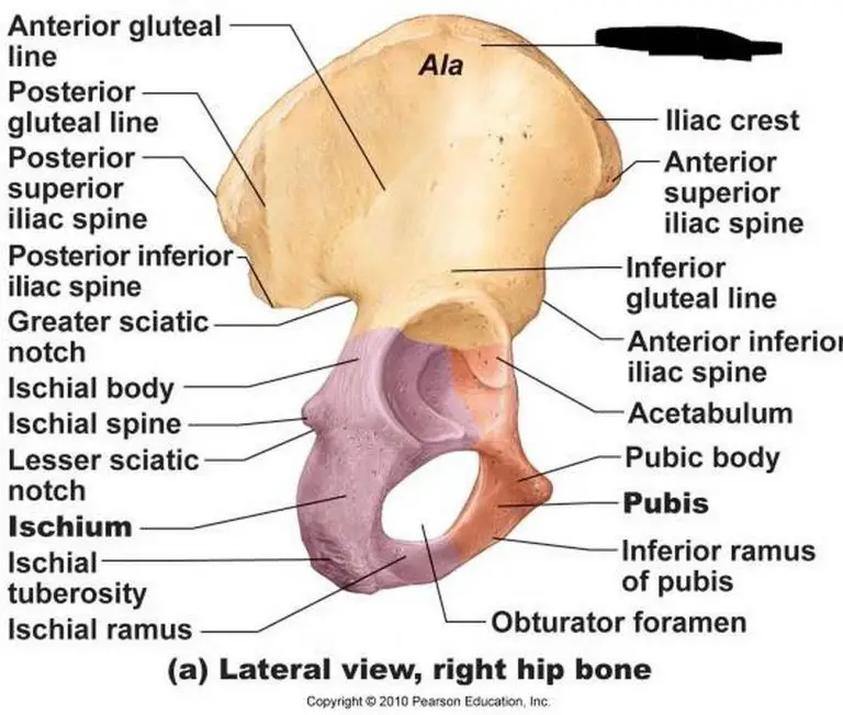 Pictures Of Body Of The Ilium