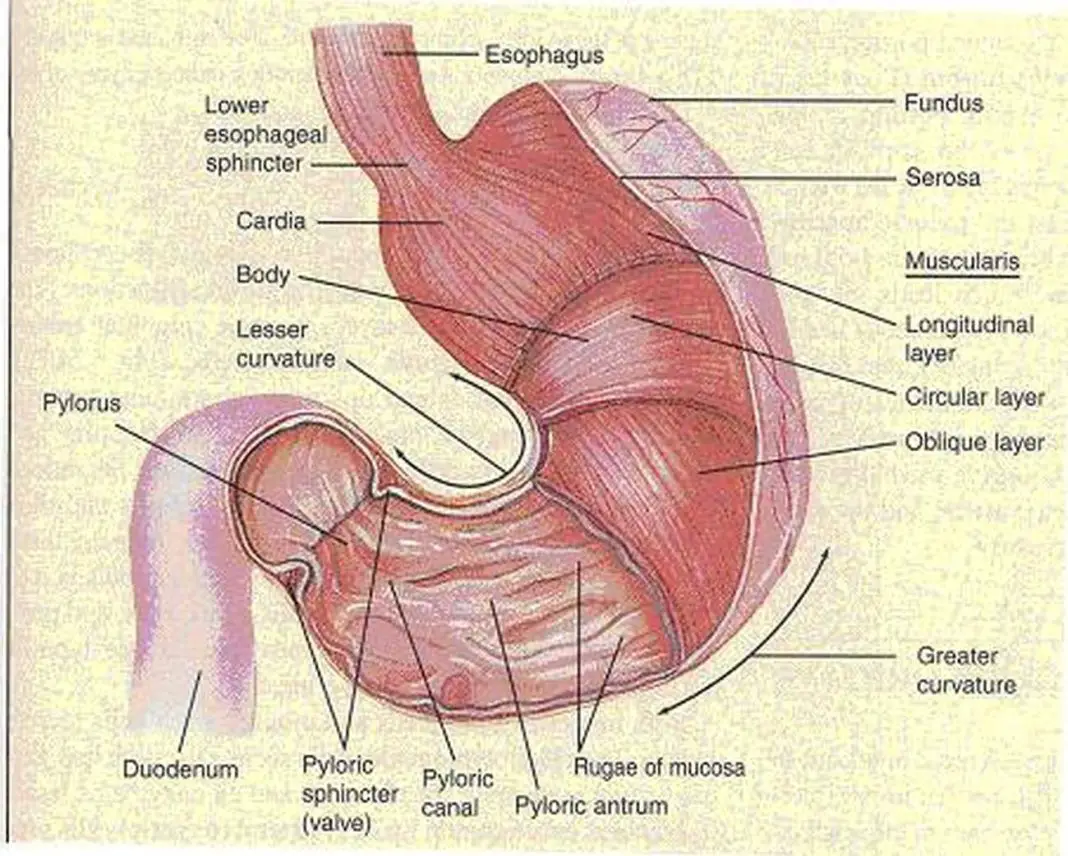 Строение Желудка Фото