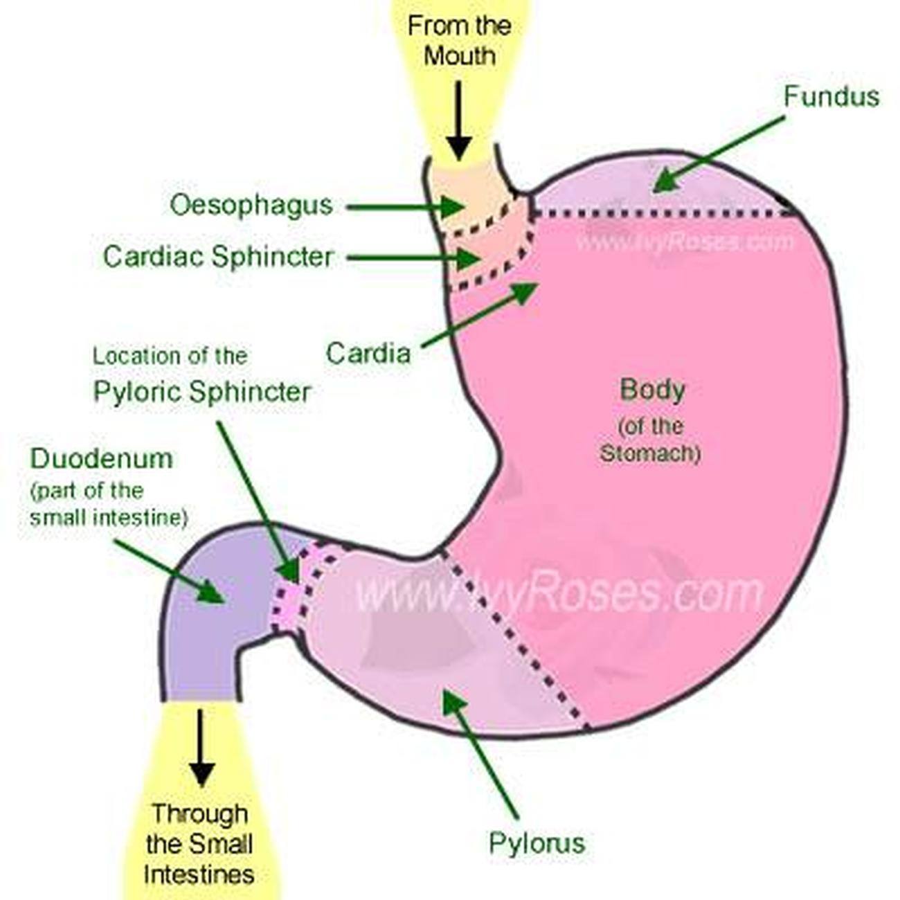 Pictures Of Body Of The Stomach 854 