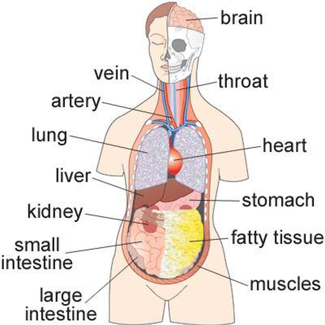 Pictures Of Body Of The Stomach