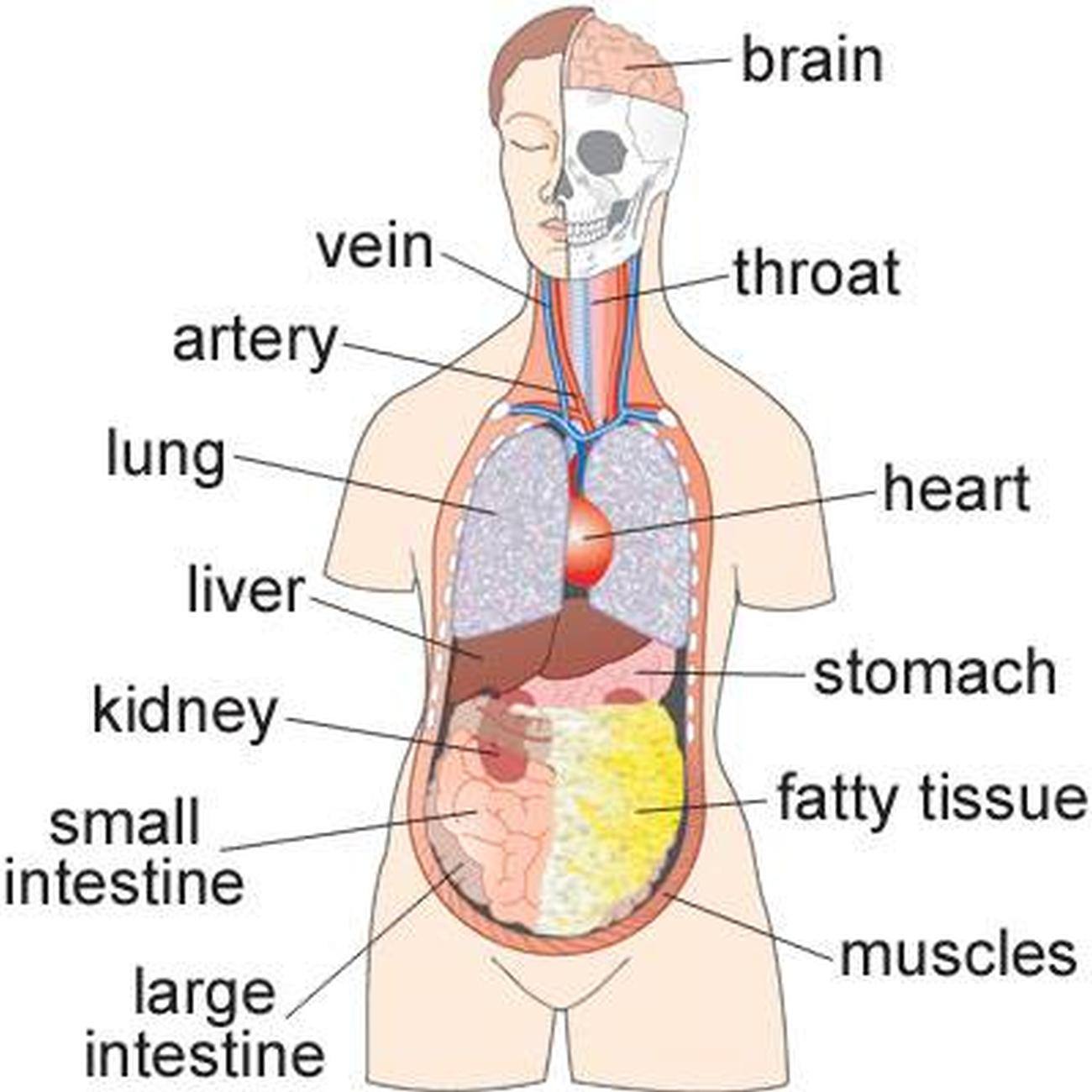 The principal parts of the human body. Внутренние органы на английском языке с переводом. Органи на английском языке. Внутренние органы человека на английском. Внутренние органы человека на английском с переводом.