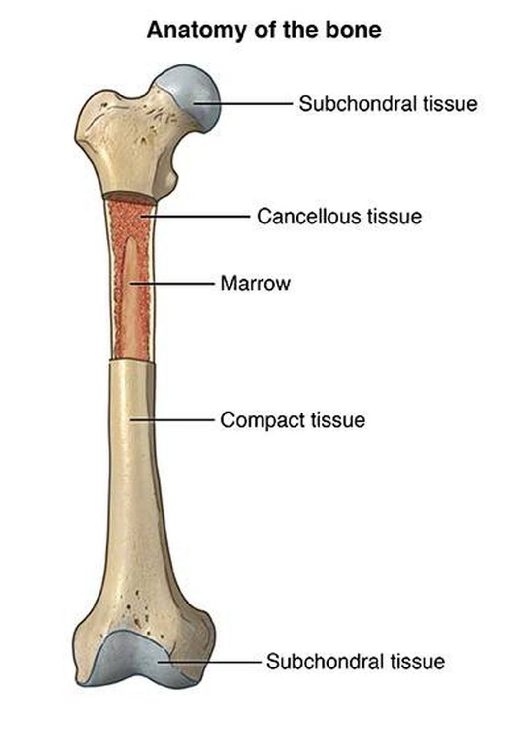 pictures-of-bone