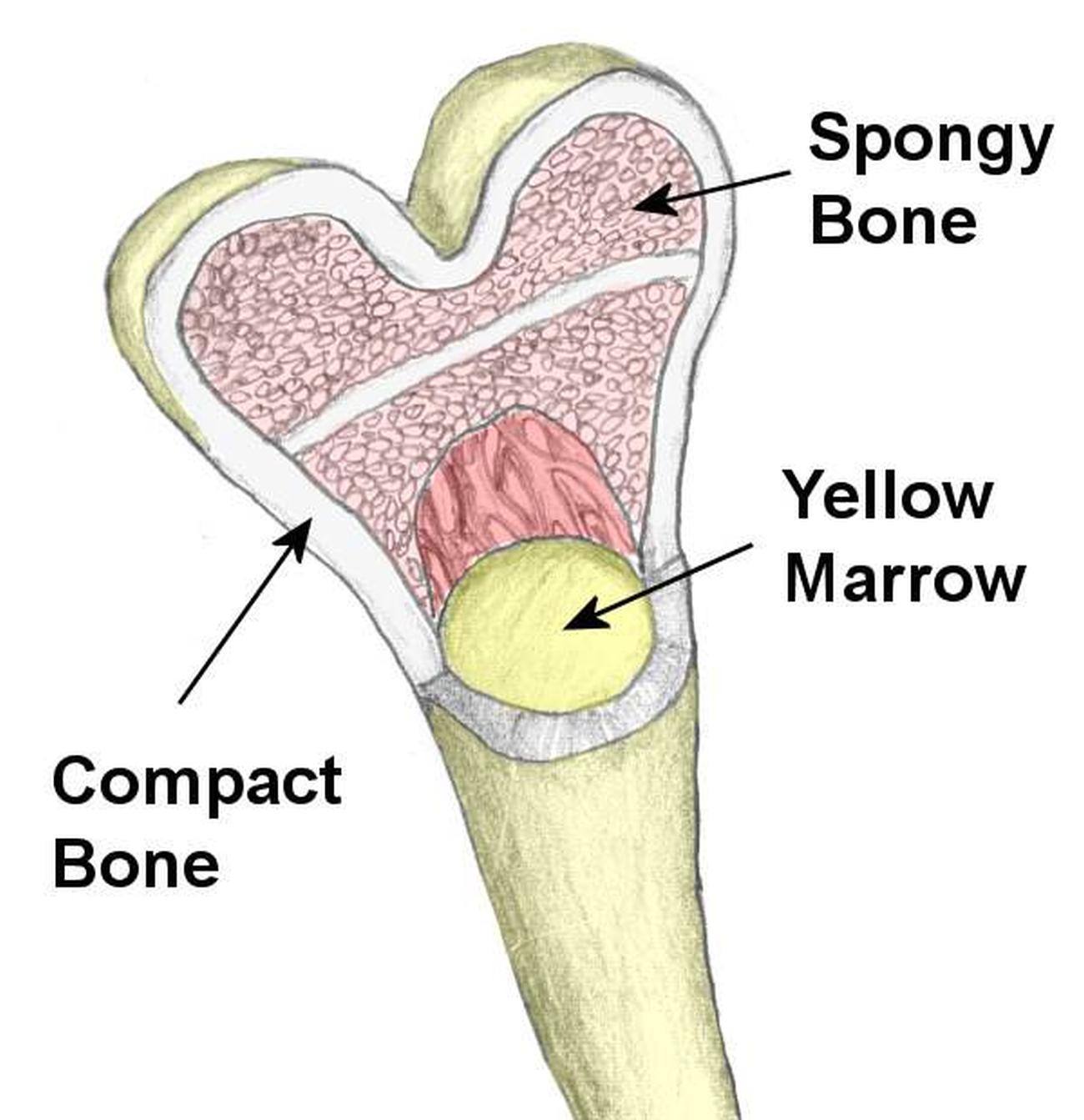 Pictures Of Bone