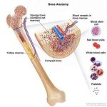 Pictures Of Bone Marrow