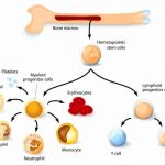 Pictures Of Bone Marrow