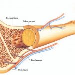 Pictures Of Bone Marrow