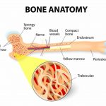 Pictures Of Bone Marrow