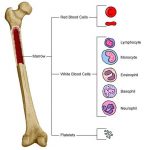 Pictures Of Bone Marrow
