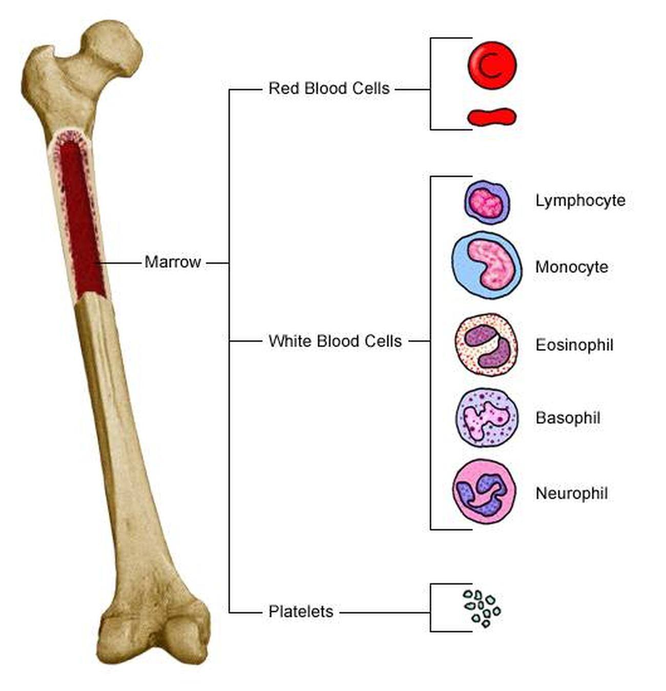 Pictures Of Bone Marrow