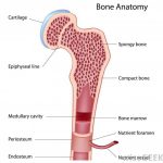Pictures Of Bone Marrow