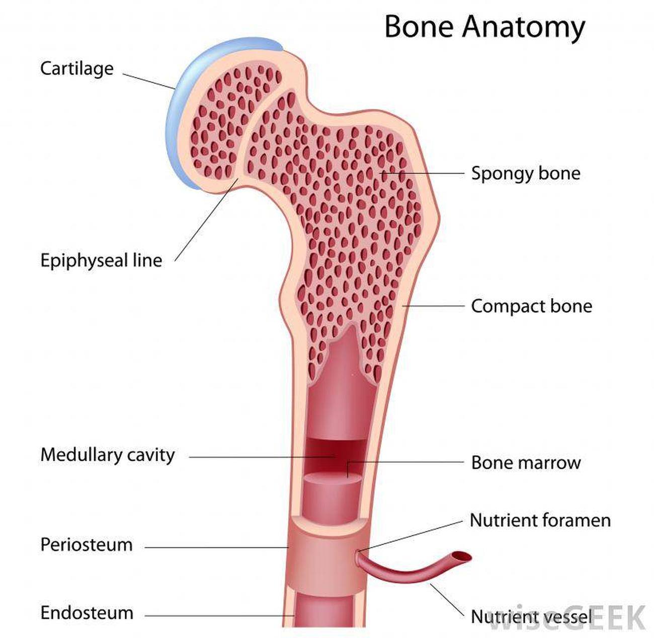 Pictures Of Bone Marrow