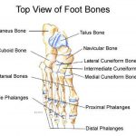 Pictures Of Bones Of The Feet