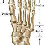 Pictures Of Bones Of The Feet