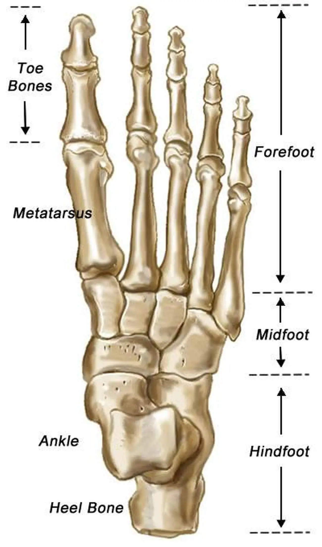 Pictures Of Bones Of The Feet