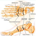 Pictures Of Bones Of The Feet