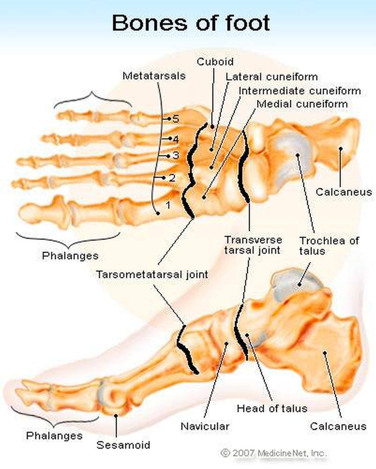 Pictures Of Bones Of The Feet