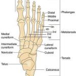 Pictures Of Bones Of The Feet