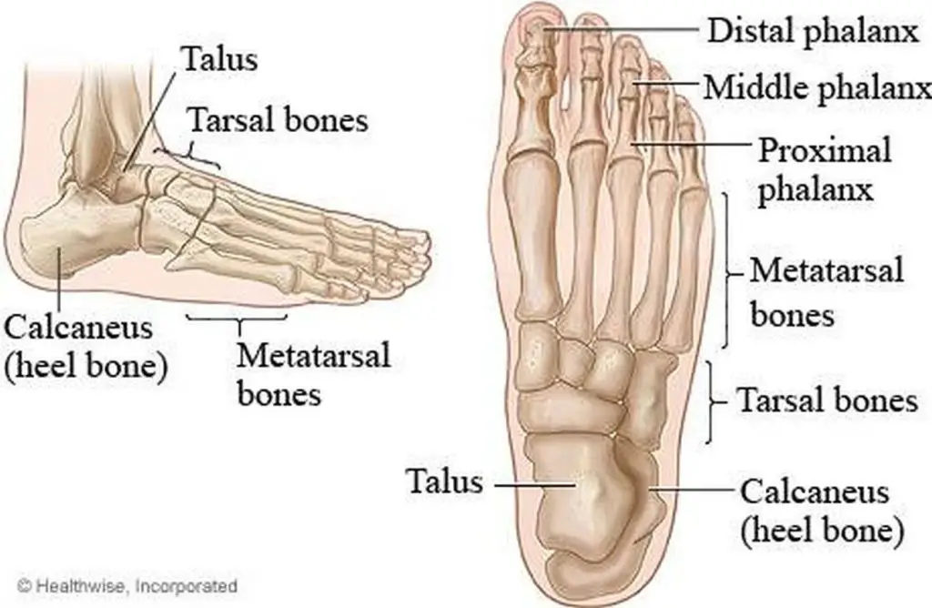 Pictures Of Bones Of The Feet