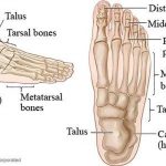 Pictures Of Bones Of The Feet