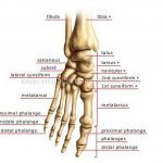 Pictures Of Bones Of The Feet